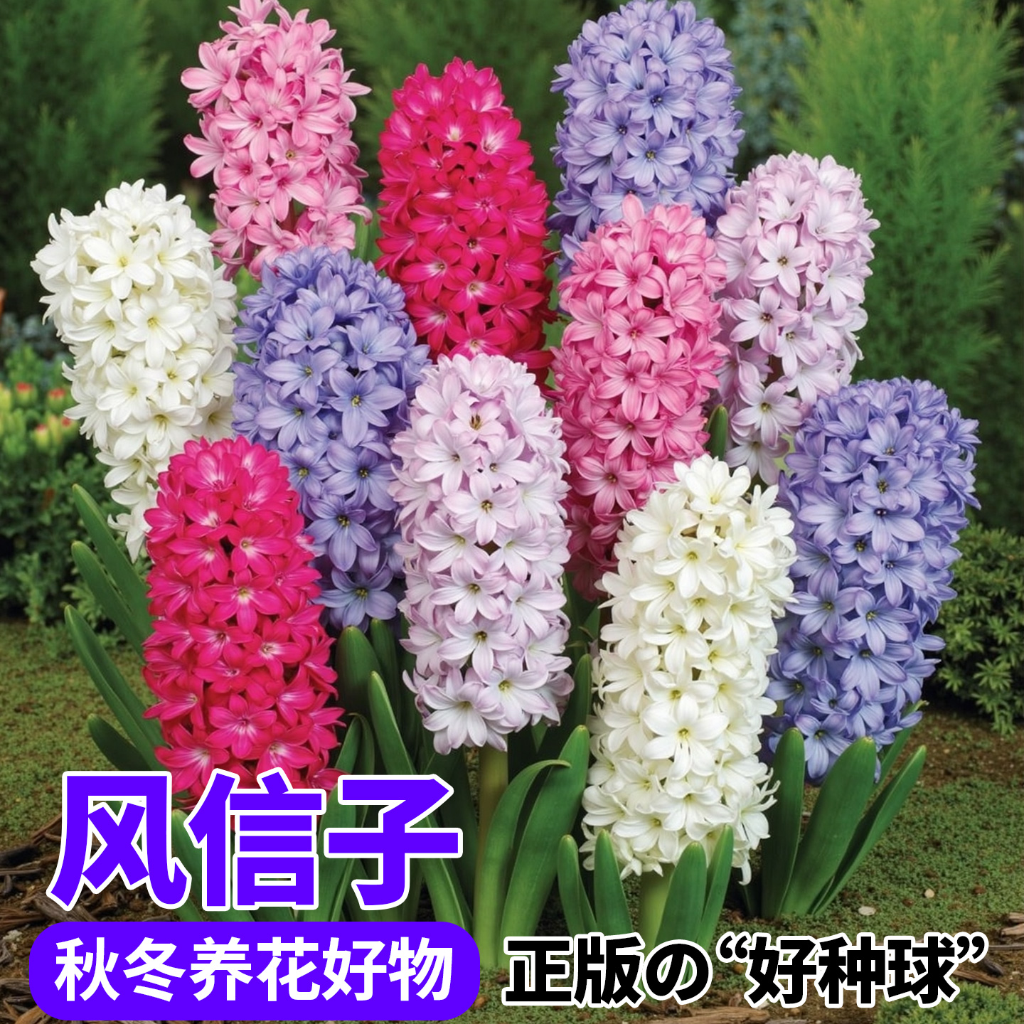 风信子种球水培植物四季水养花卉盆栽室内耐寒土培绿植秋冬好养