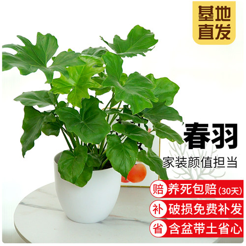春羽绿植室内花卉盆栽客厅绿植