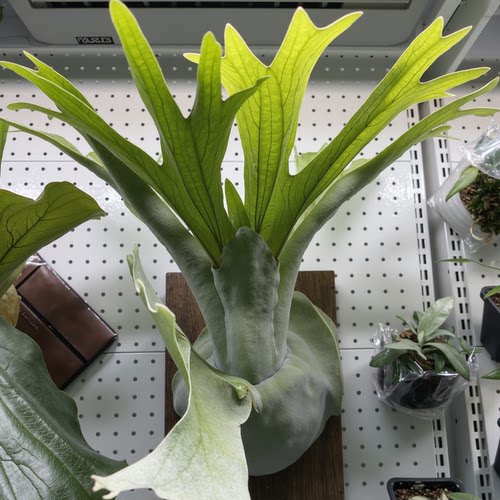 二岐鹿角蕨室内蕨类植物观叶悬挂