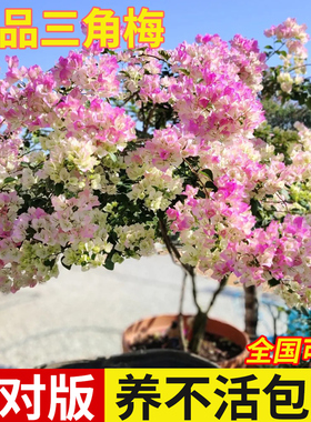 三角梅花树苗盆栽带花老桩大苗绿樱同安红三角梅阳台爬藤绿植花卉