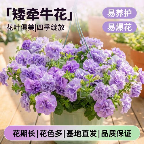 重瓣矮牵牛盆栽带花苞垂吊牵牛花