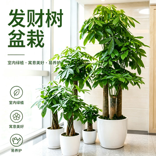 发财树盆栽大棵室内客厅大型招财树绿植物办公室乔迁开业新居送礼