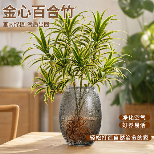 水培金心百合竹室内桌面水培植物懒人四季好养绿植富贵竹净化空气
