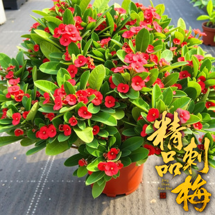 虎刺梅花卉盆栽老桩大叶大花室内办公室阳台好养活开花植物铁海棠