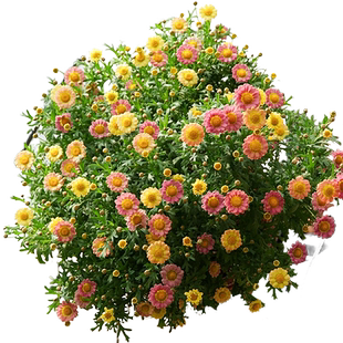 玛格丽特盆栽带花苞糖果姬小菊庭院阳台小雏菊好养活的菊花苗盆栽