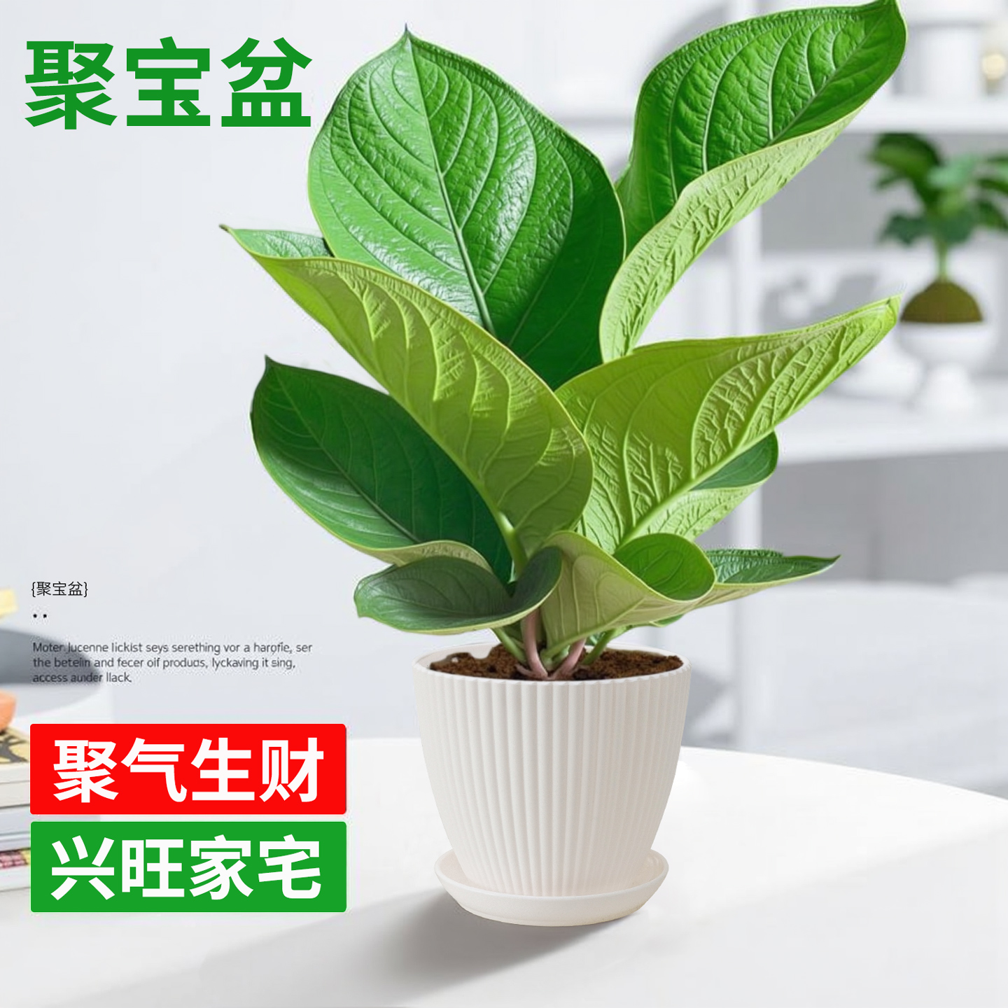 聚宝盆绿植盆栽室内耐阴好养绿植