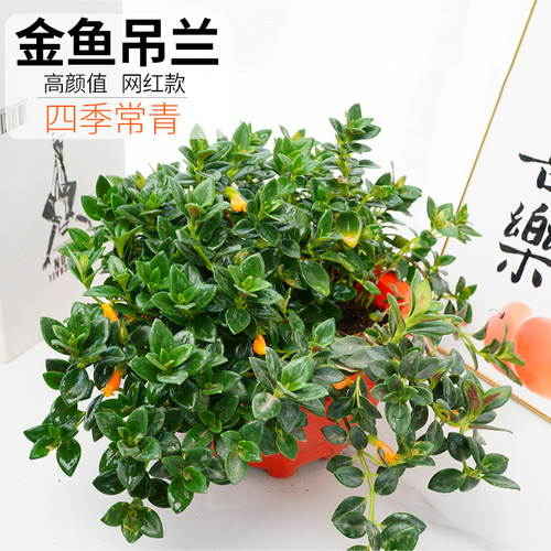 金鱼吊兰室内开花吊兰植物