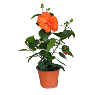 丹麦木槿花盆栽扶桑带花苞重瓣大苗阳台庭院开花驱蚊植物朱槿花苗