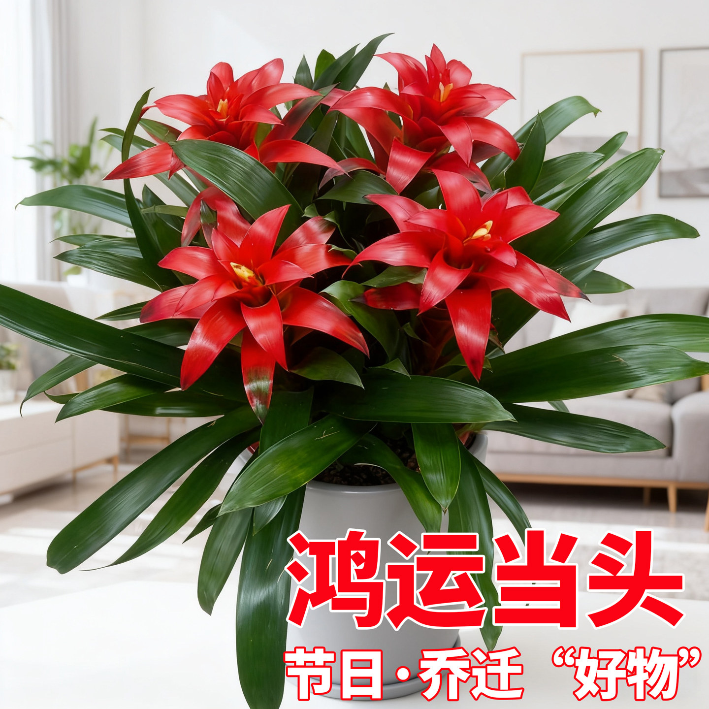鸿运当头带花盆栽室内好养四季开花小红星办公室大型绿植空气凤梨