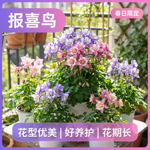 进口耧斗菜花苗带花苞八音鸟盆栽阳台庭院多年生大花卉重瓣报喜鸟