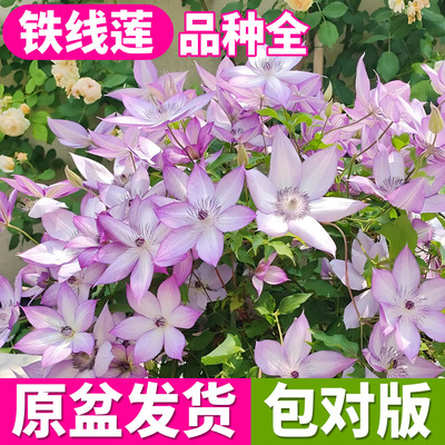 铁线莲盆栽带花乌托邦大苗倒影小鸭爬藤盆栽植物庭院耐寒绿植花卉