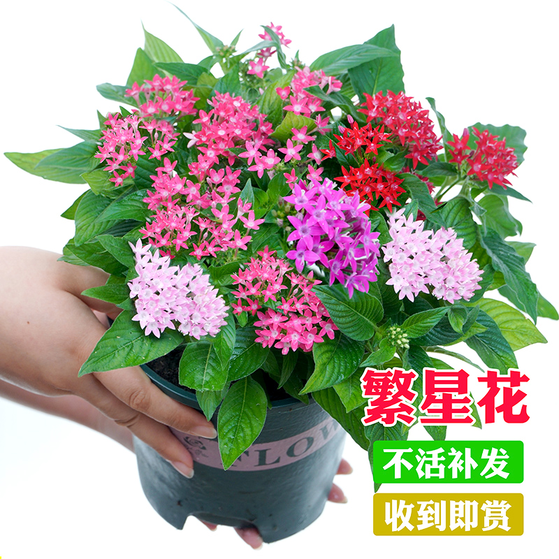 繁星花五星花盆栽耐高温庭院花卉