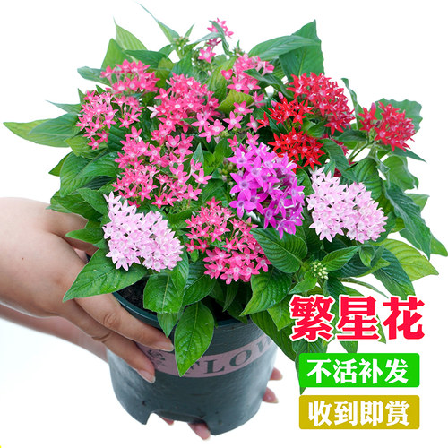 繁星花五星花盆栽耐高温庭院花卉