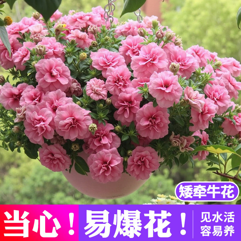 重瓣矮牵牛盆栽带花苞垂吊牵牛花