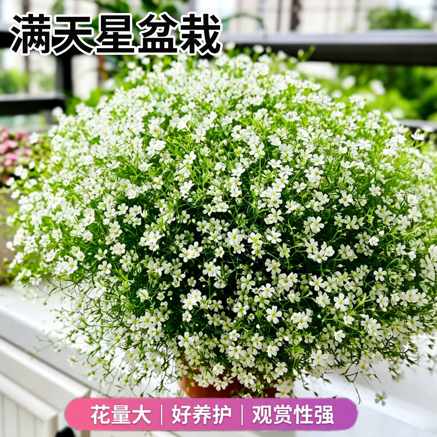 婚纱满天星盆栽带花苞阳台庭院四季好养开花爆盆植物桌面盆栽绿植图片