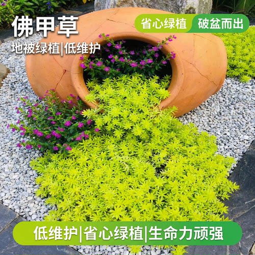 佛甲草草皮黄金佛甲草苗万年草苗地被植物庭院草坪楼顶四季常绿