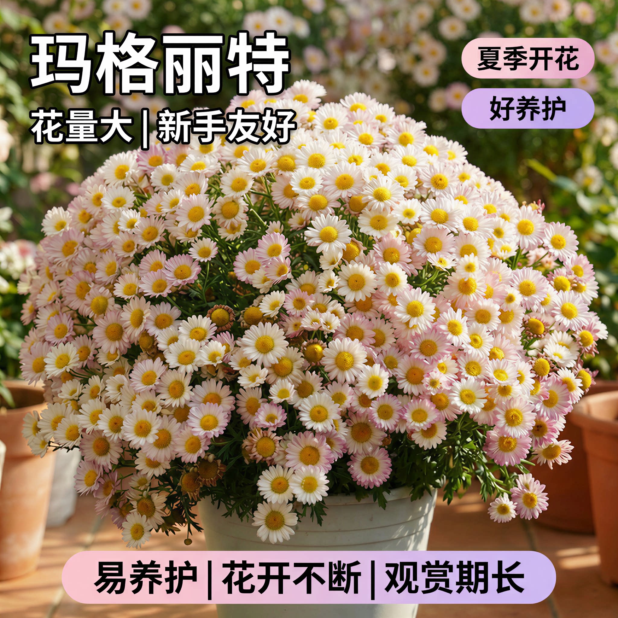 玛格丽特盆栽带花苞阳台庭院爆花机器小雏菊四季开花菊花苗好养活图片