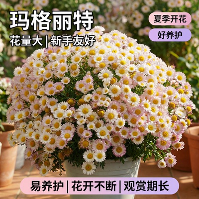 玛格丽特盆栽带花苞阳台庭院爆花机器小雏菊四季开花菊花苗好养活