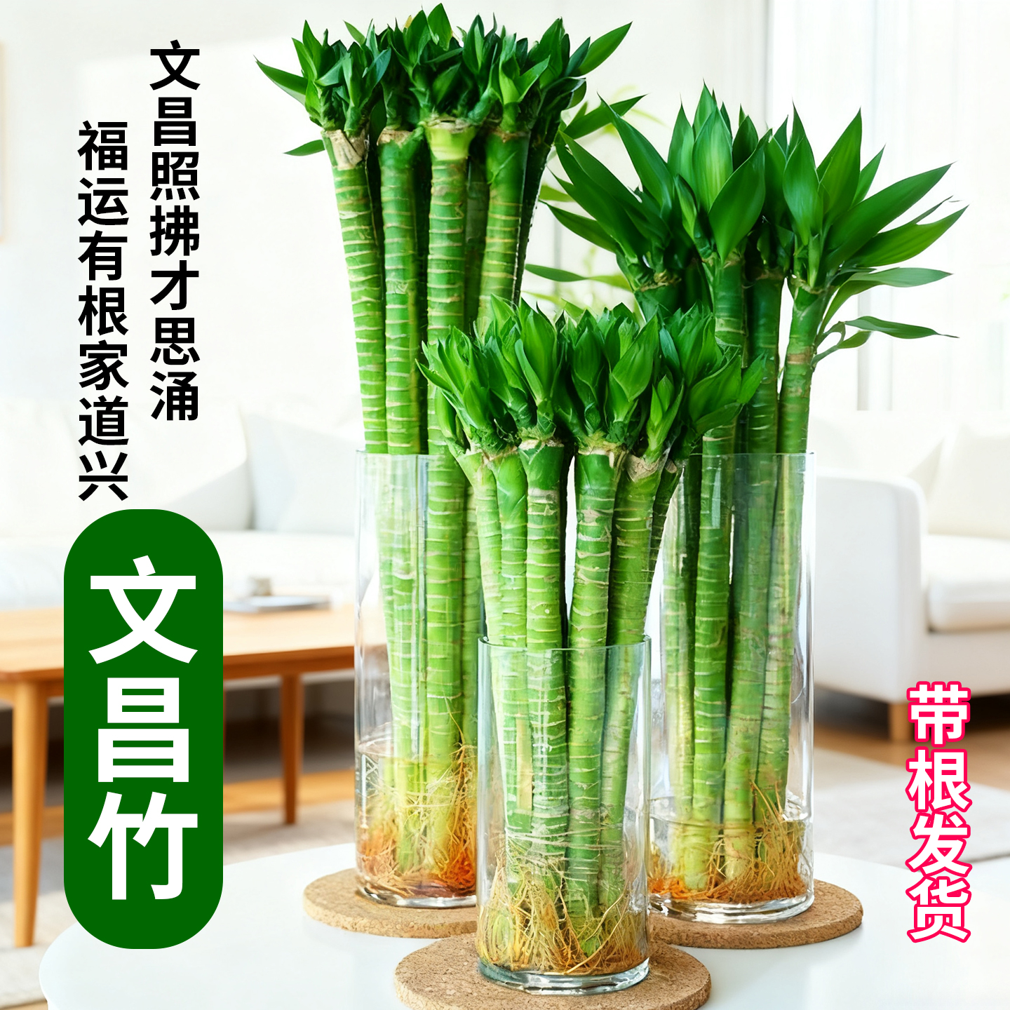 带根文昌竹富贵竹龙竹水培植物