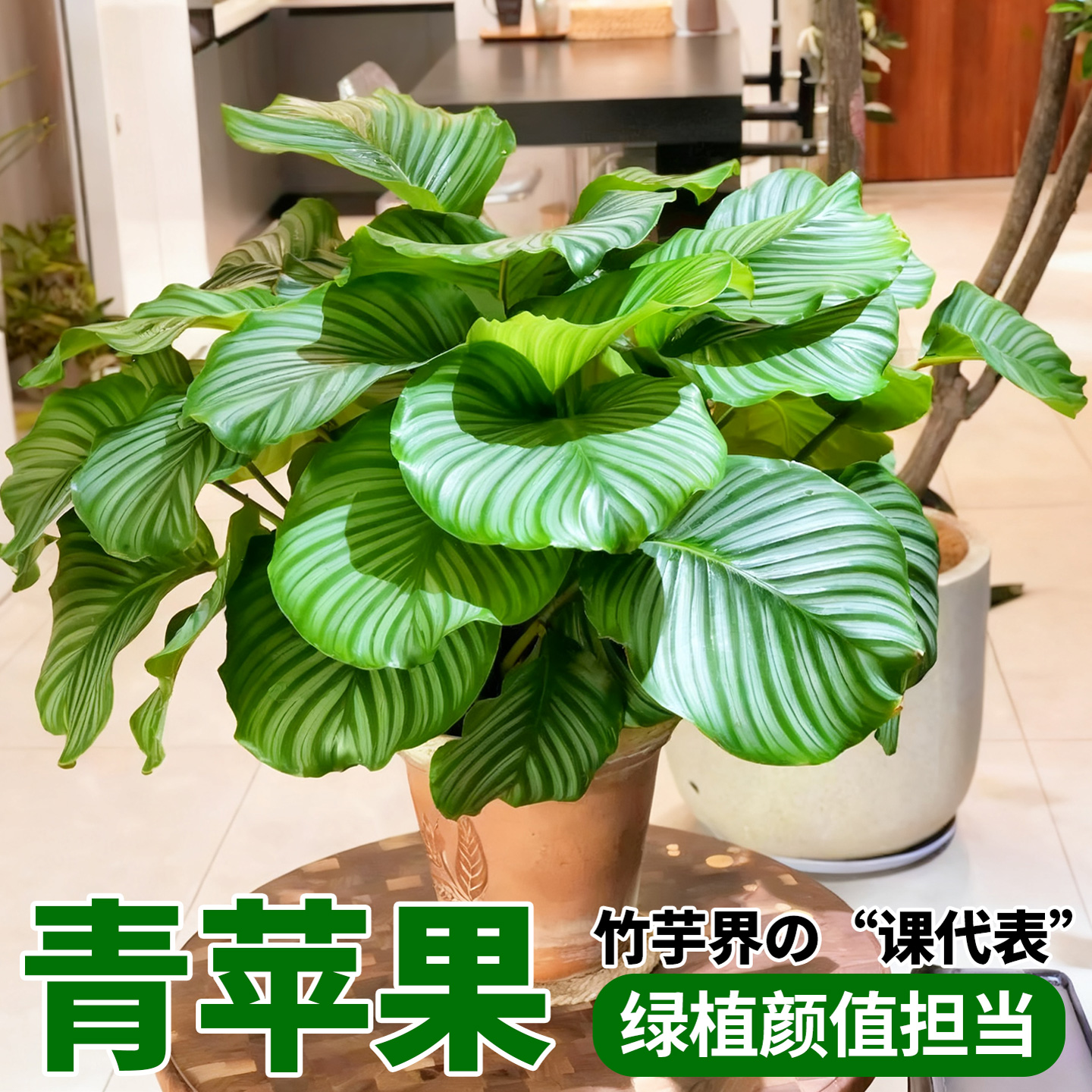 竹芋盆栽室内耐阴苹果竹芋新飞羽