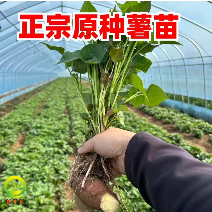 脱毒红薯苗紫薯苗烤蜜薯苗图片