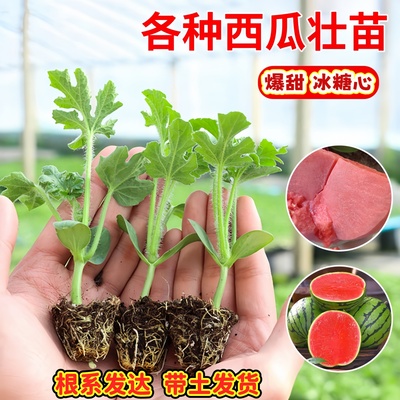 皮薄甜脆小糖丸西瓜秧苗带士球发货手扒红西瓜种子盆栽籽春秋阳台