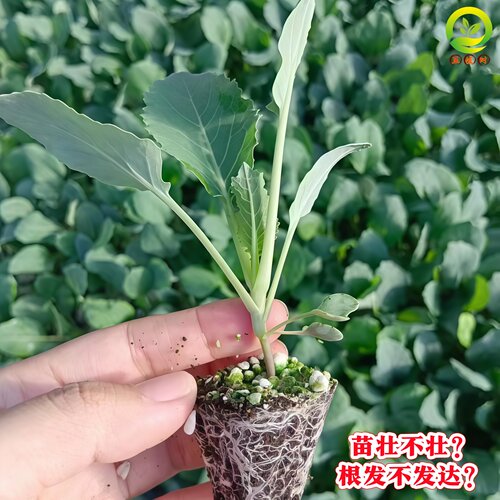 正宗有机西兰花大苗花菜苗秧苗蔬菜苗耐寒西蓝花秧苗阳台庭院栽种