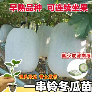 一串铃冬瓜秧苗带土四季小冬瓜苗子东瓜苗秧蔬菜种籽春天种的菜种
