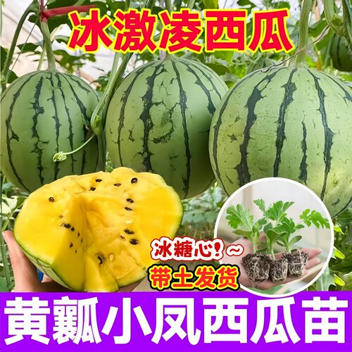 特小凤黄心西瓜苗秧幼苗南北方黄小凤冰激凌西瓜种子8424麒麟懒汉