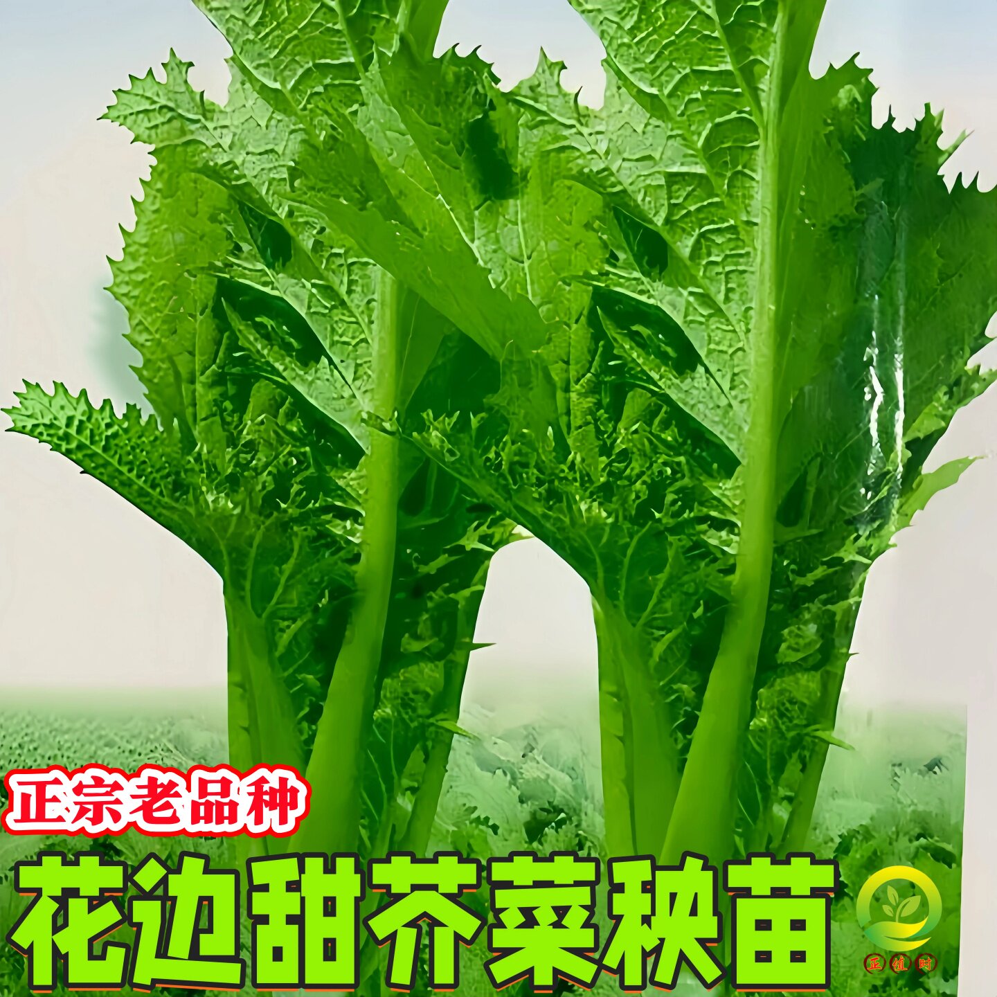 厚肉芥菜秧苗老品种本地花边甜芥菜苗新鲜根苗带土包心芥菜疙瘩苗