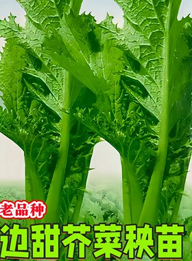 厚肉芥菜秧苗老品种本地花边甜芥菜苗新鲜根苗带土包心芥菜疙瘩苗