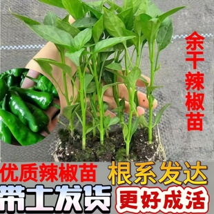 余干辣椒苗青椒秧苗辣椒苗薄皮超辣江西余干椒秧苗盆栽农家老品种