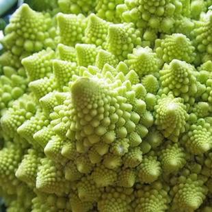 宝塔菜花椰菜蔬菜种子苗特色菜花花菜孑四季籽种蔬菜种籽秧苗菜籽
