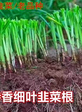 农家小叶韭菜根苗四季九菜老品种紫红根细叶笨韭菜苗本地土韭菜根