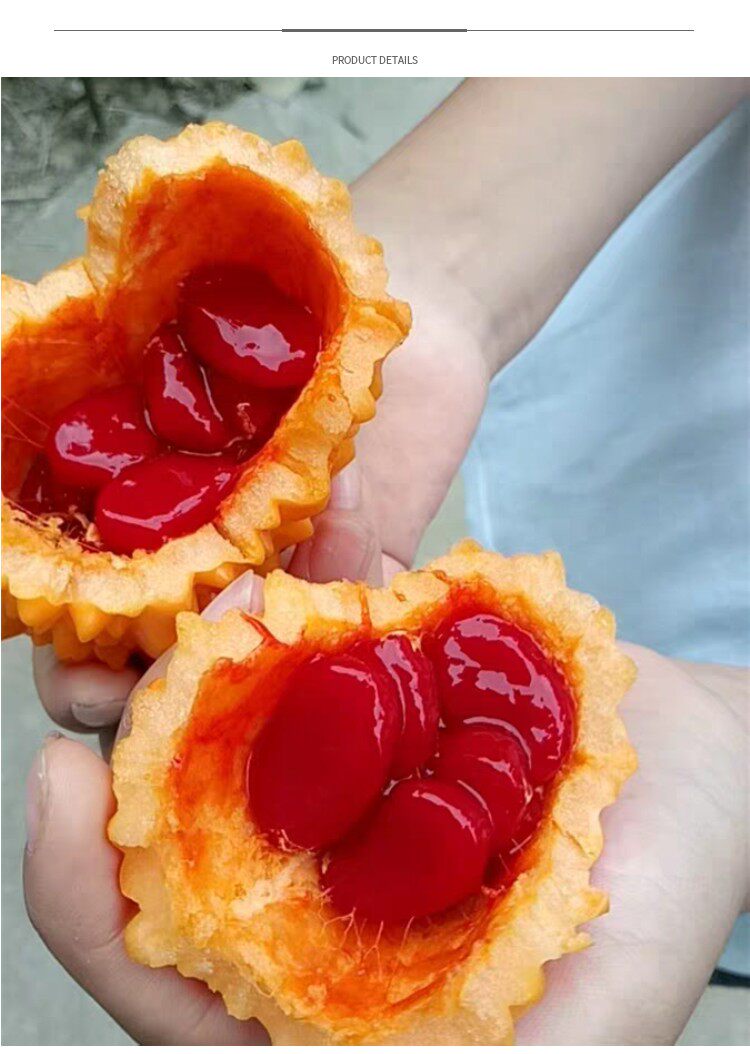 金铃子赖葡萄金癞瓜种子种籽苗四季金玲子秧苦瓜幼苗蔬菜孑癞秧苗