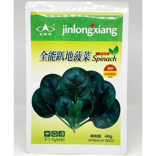 全能趴地王趴地菠菜种子叶片肥厚深绿油黑发亮趴地菠菜种籽耐寒苗