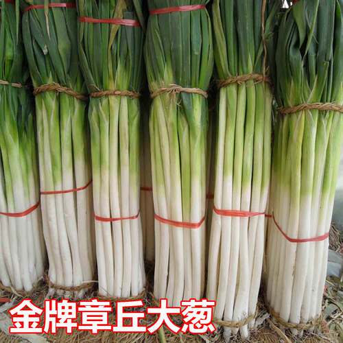 山东章丘大葱种子四季葱种子葱