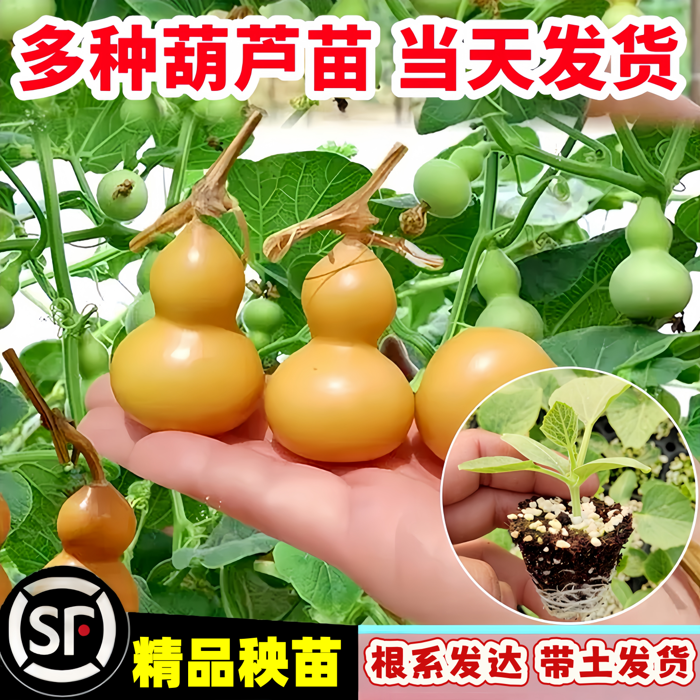各种葫芦苗秧观赏文玩带土手捻小亚腰大酒葫芦苗带土四季阳台盆栽,鲜花速递/花卉仿真/绿植园艺,种苗/半成品盆栽,淘宝优惠券,粉丝福利购,淘宝优惠卷