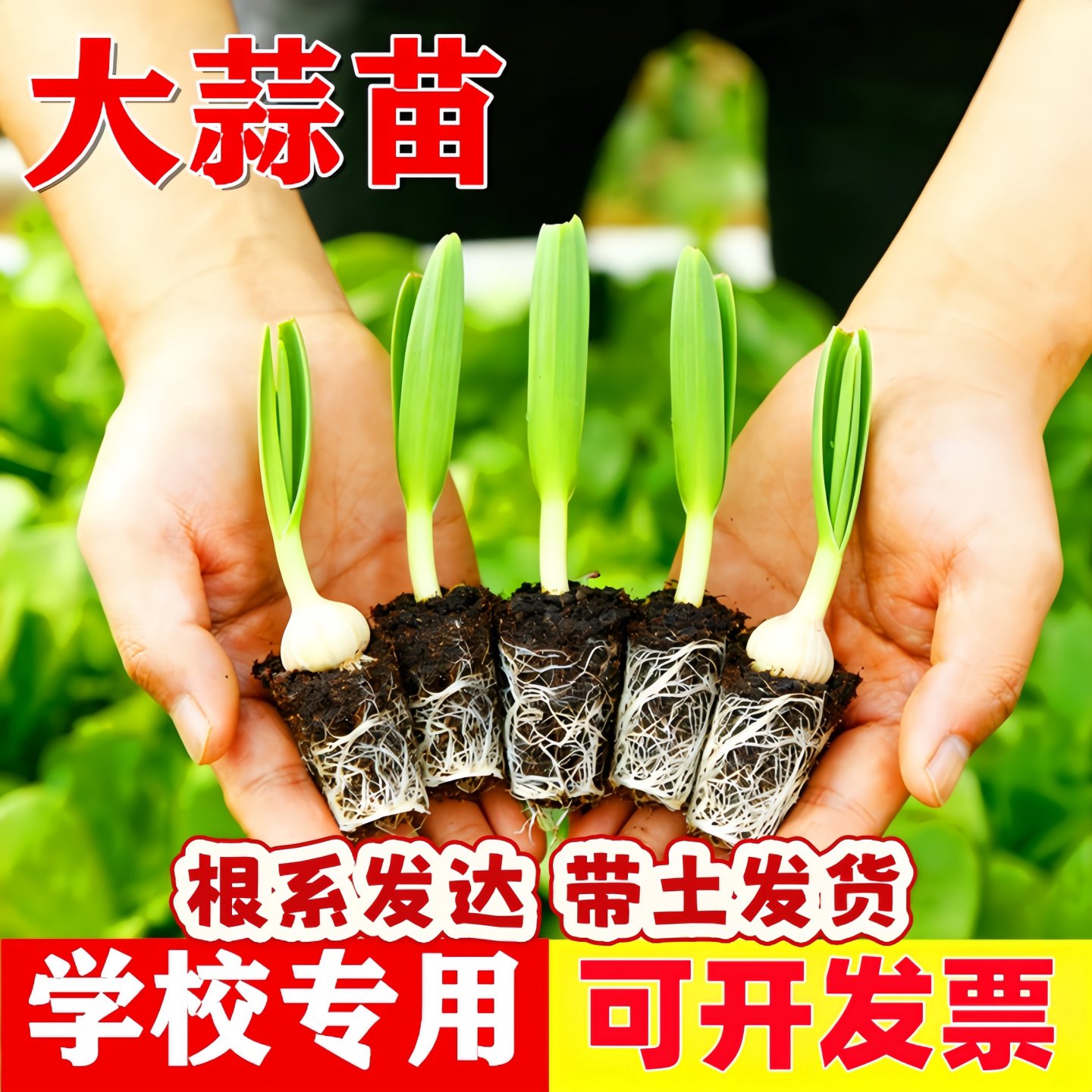 大蒜苗秧番茄苗辣椒苗西红柿苗茄子苗西瓜苗南瓜苗小米辣黄瓜盆栽