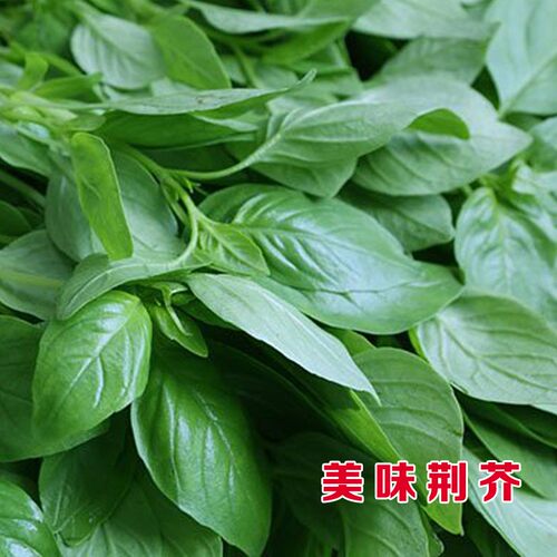 荆芥菜种子荠菜种籽紫苏盆栽种孑