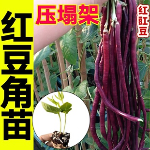 压塌架长豆角苗秧带土球四季老品种红豇豆苗种子籽高产摘不败秧苗