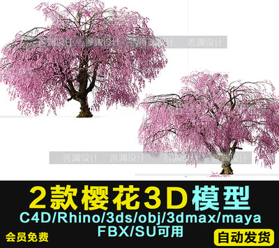 2棵开花樱花树3D模型C4D/犀牛/OBJ/3ds/3dmax/maya/SU/3DMAX/FBX