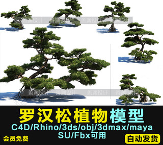 罗汉松  园林景观3d植物C4D/犀牛/OBJ/3ds/3dmax/maya/FBX/SU可用