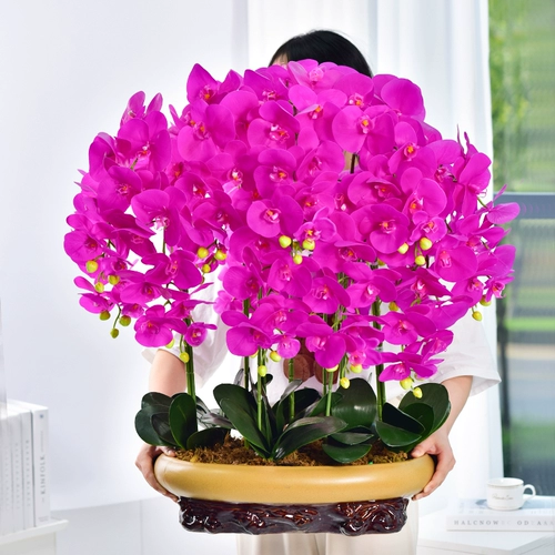 Дополнительные люди Plurie Dross False Flower Simulation Flower Flower Flower Flow