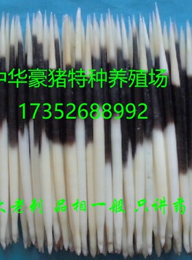 养殖豪猪刺，中药用，药用专用