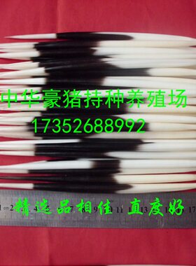 养殖精选品相好浮标茶针