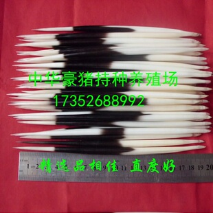 药用款 品相靓 精选款 养殖豪猪刺精选品相好牙签浮漂发簪茶针