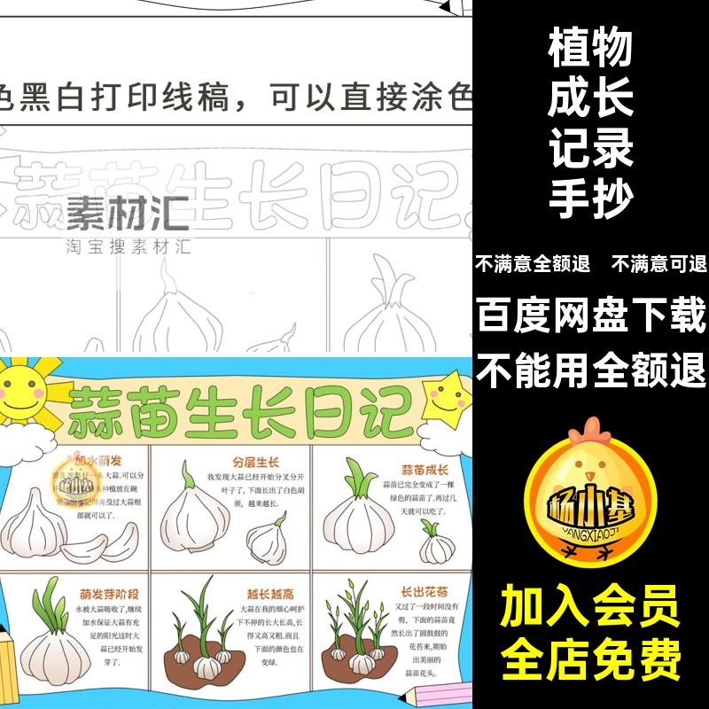 蒜苗大蒜生长观察日记手抄报小学植物成长记录自然笔记电子版线稿