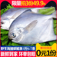 星渔海捕野生银鲳鱼舟山新鲜鲜活冷冻海鲜水产深海银昌鱼1斤6-7条