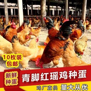纯种红瑶鸡种蛋可孵化小鸡受精蛋散养土鸡受精蛋高产10枚起发